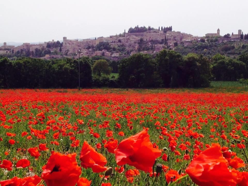 Le Ghiande Konuk evi Spello Dış mekan fotoğraf